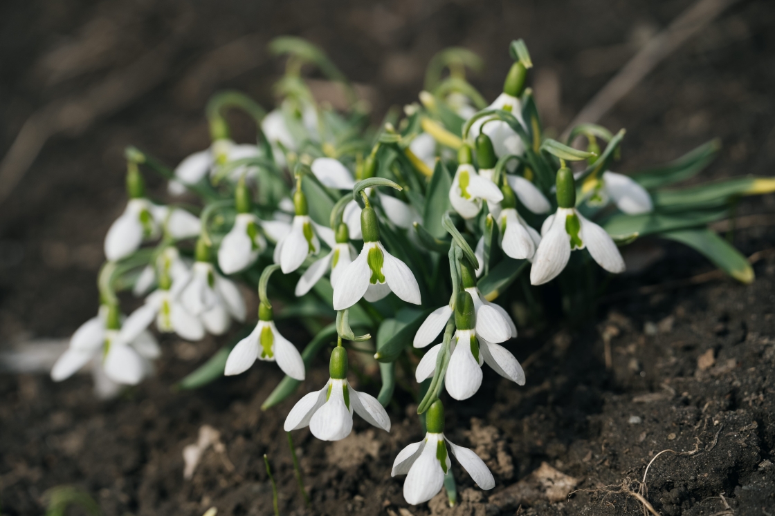 Spring flowers bloom in the Zantop Garden.