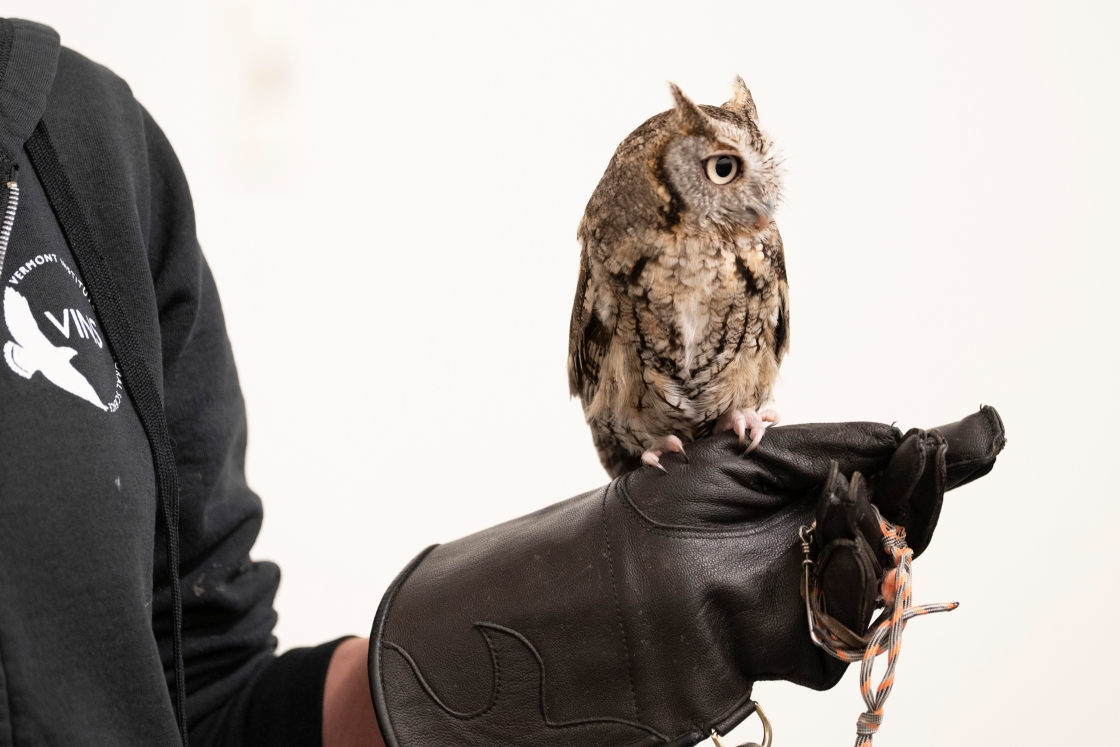 An owl rests on the gloved hand of a VINS trainer.