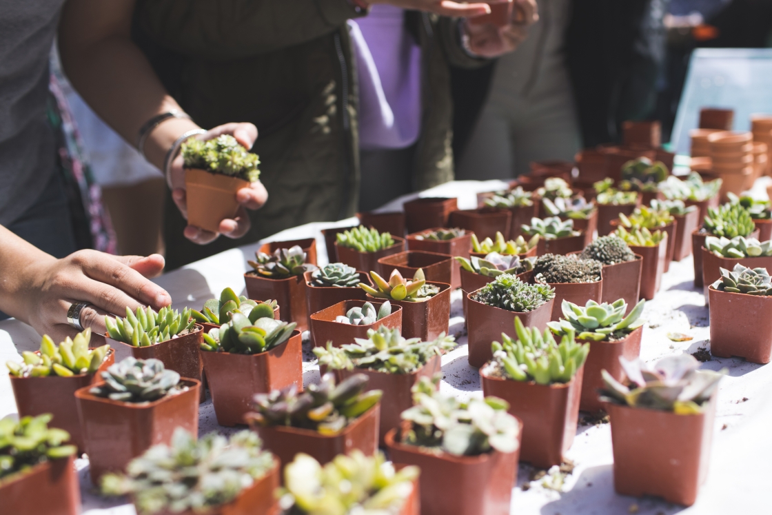 small potted plants on a table