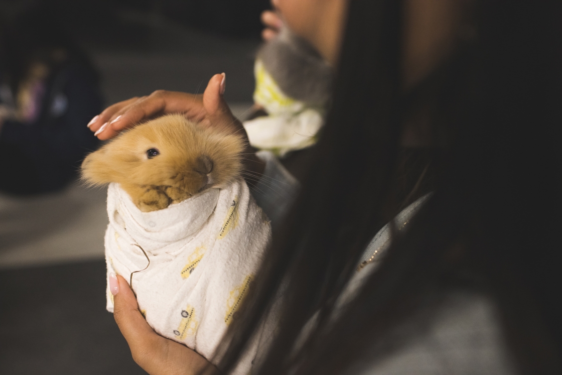 Student petting a baby bunny.