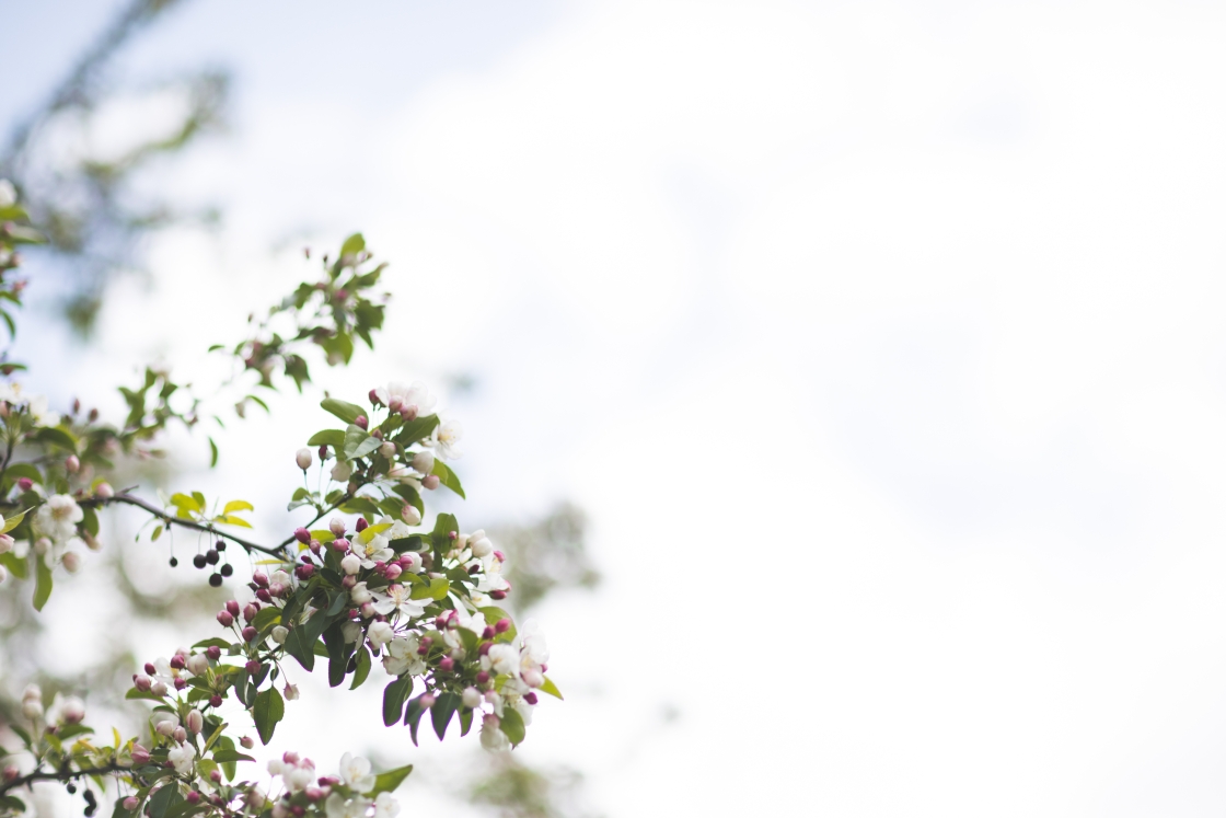 Crab apple blossoms