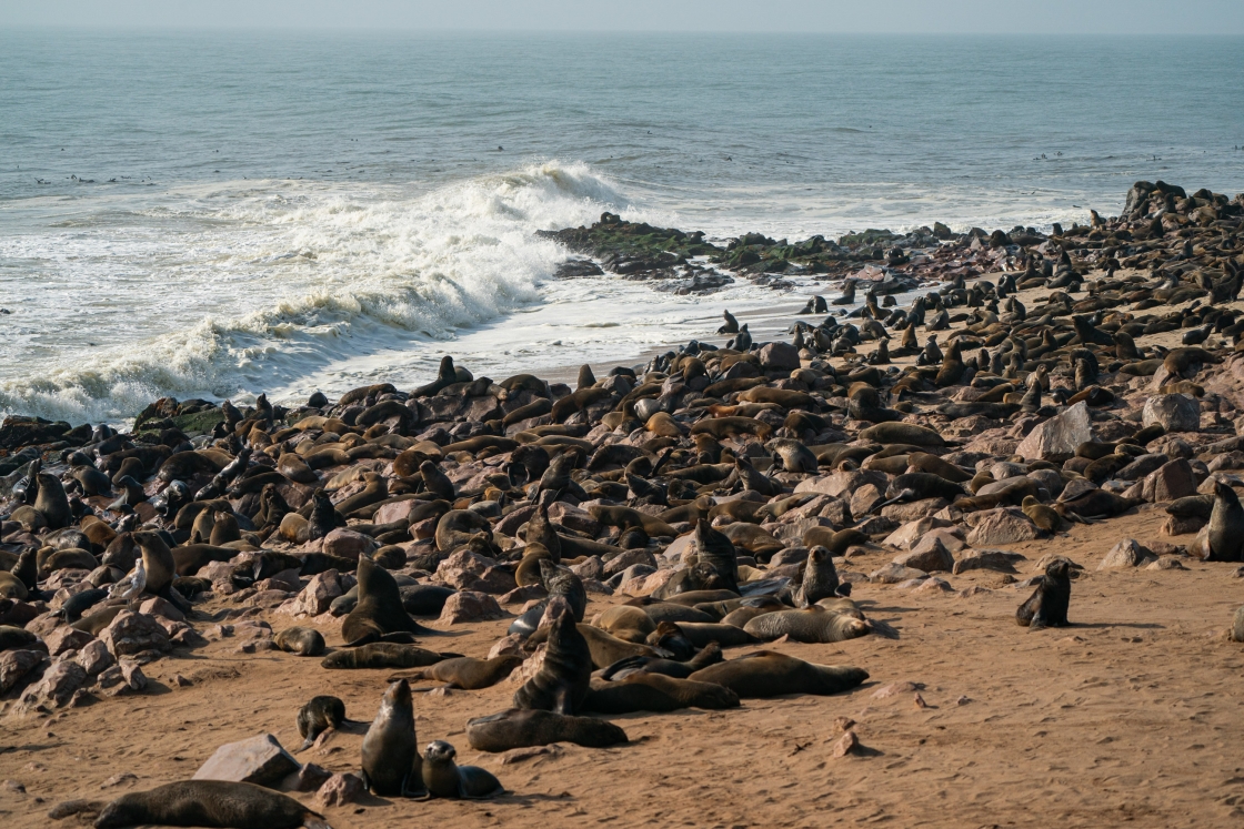 Seals on the beach