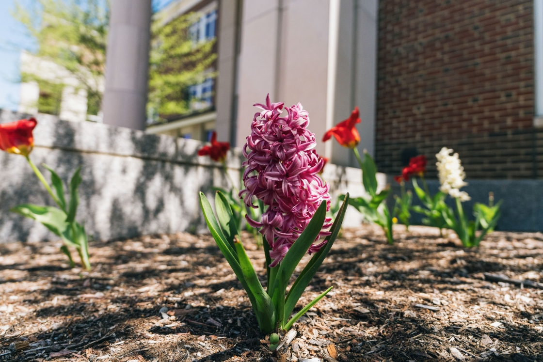 Flowers blooming