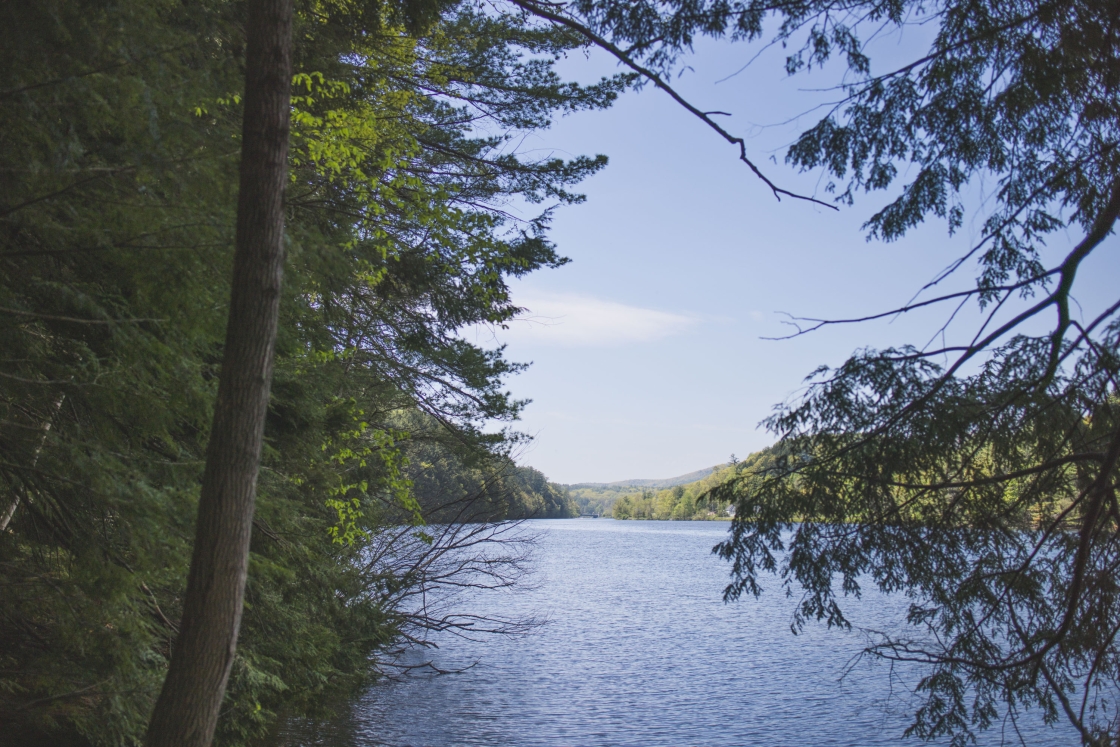 A still river framed by pine trees