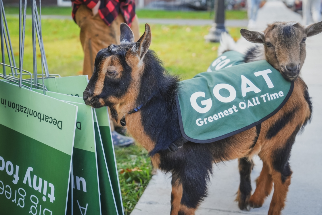 Goats with cute sustainability vests