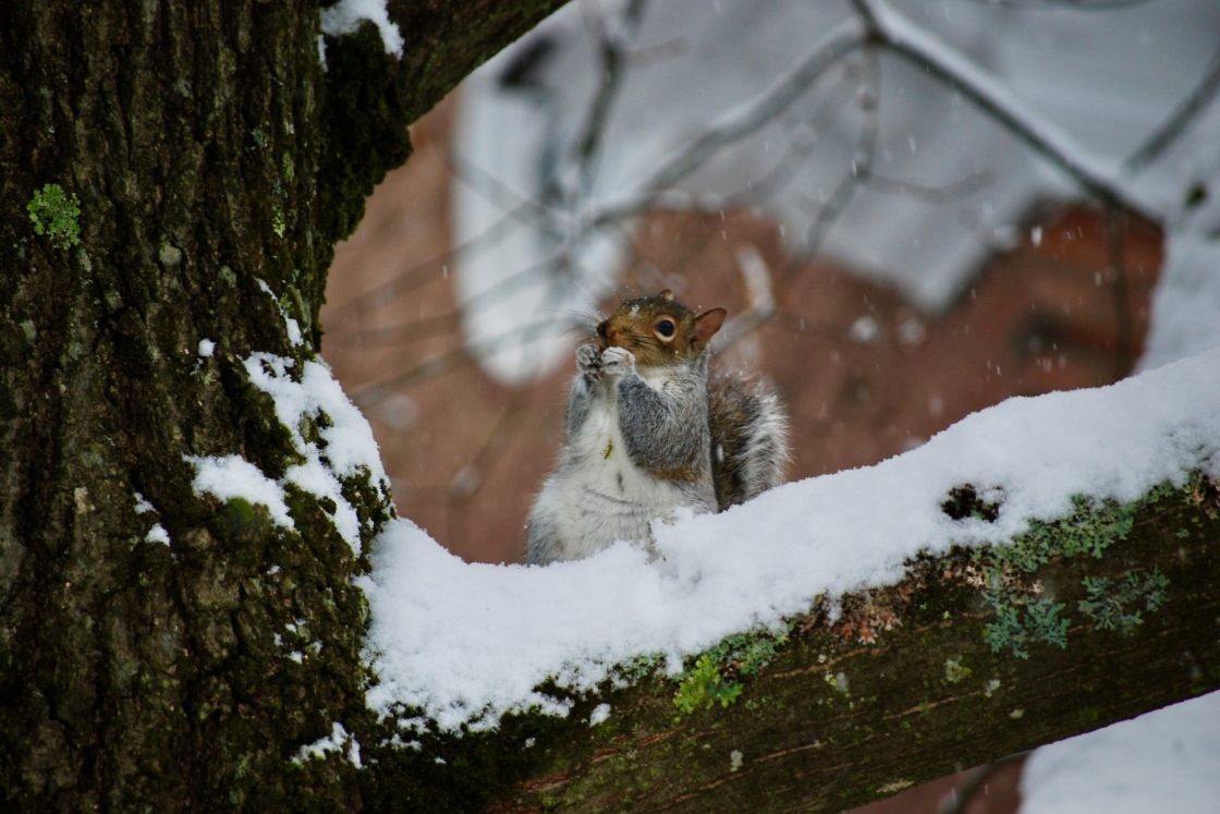 Squirrel on a tree