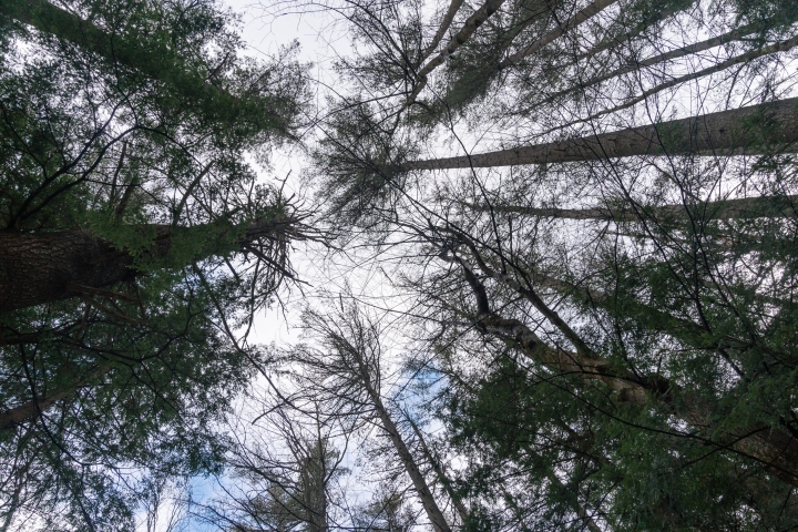 Trees in Pine Park