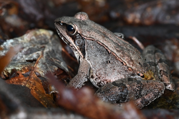 Photo of a wood frog