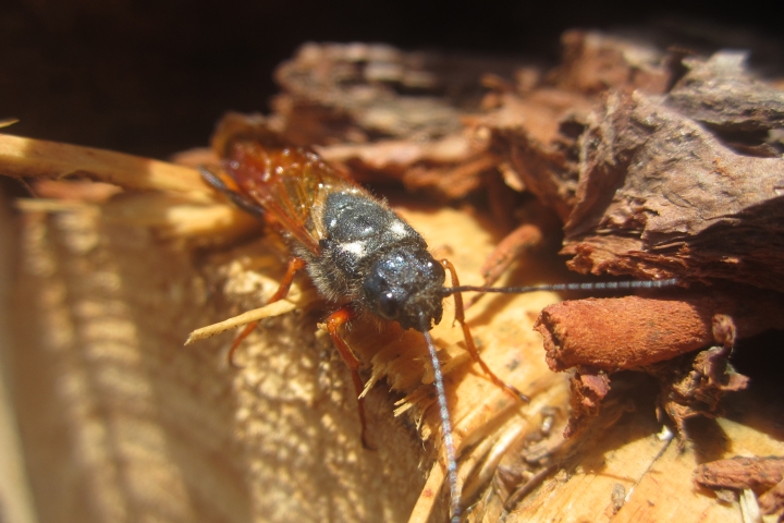 A sirex woodwasp