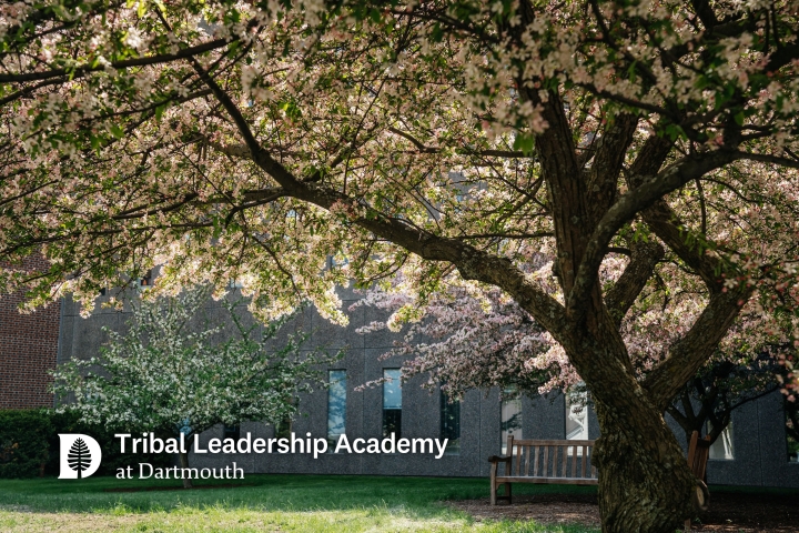 A spring tree on Dartmouth campus