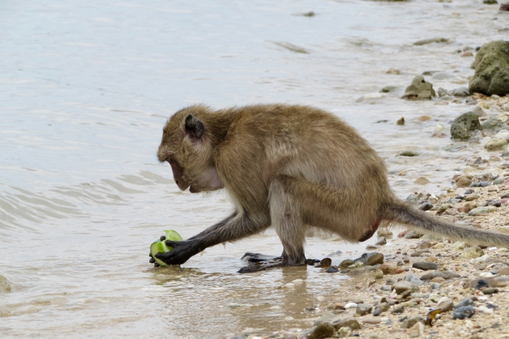 Macaque cleaning a cucumber