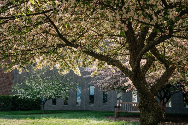 Trees and flowers