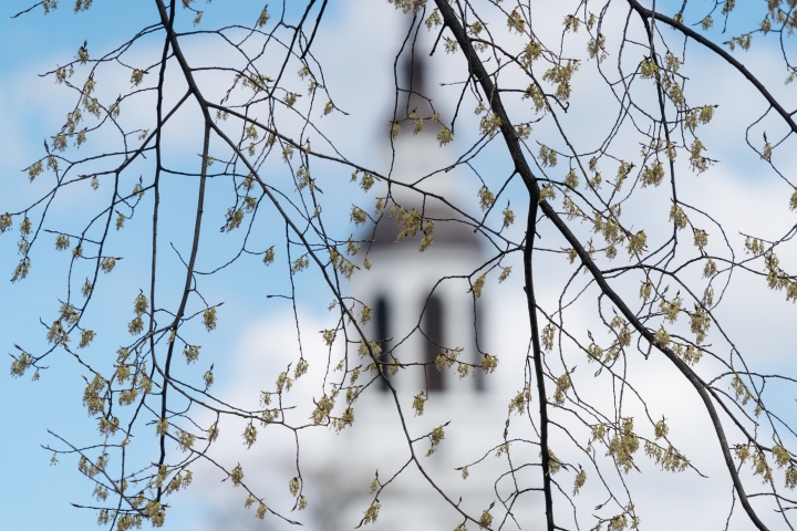 Tree branches with out-of-focus Baker tower