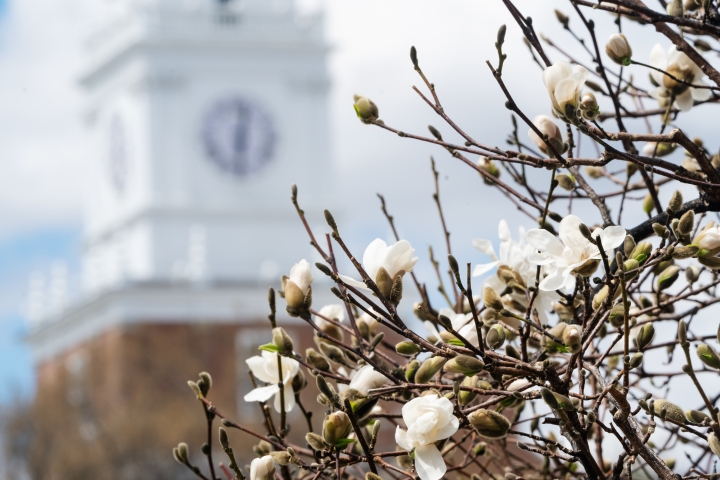 Spring flowers