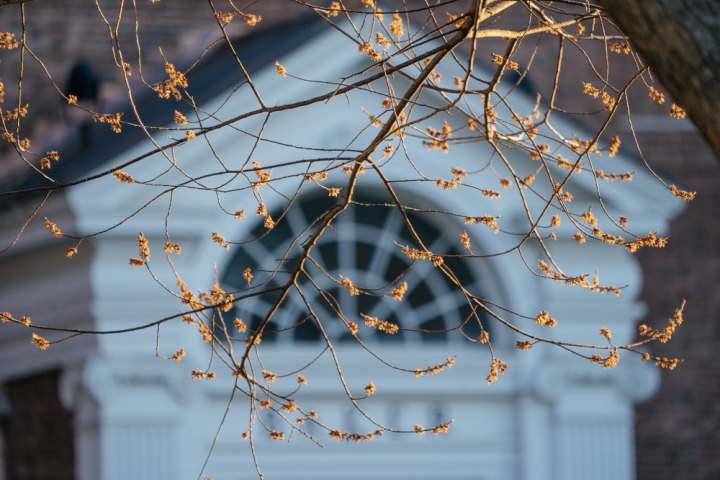 Budding spring branches