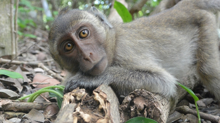Maylay Macaque