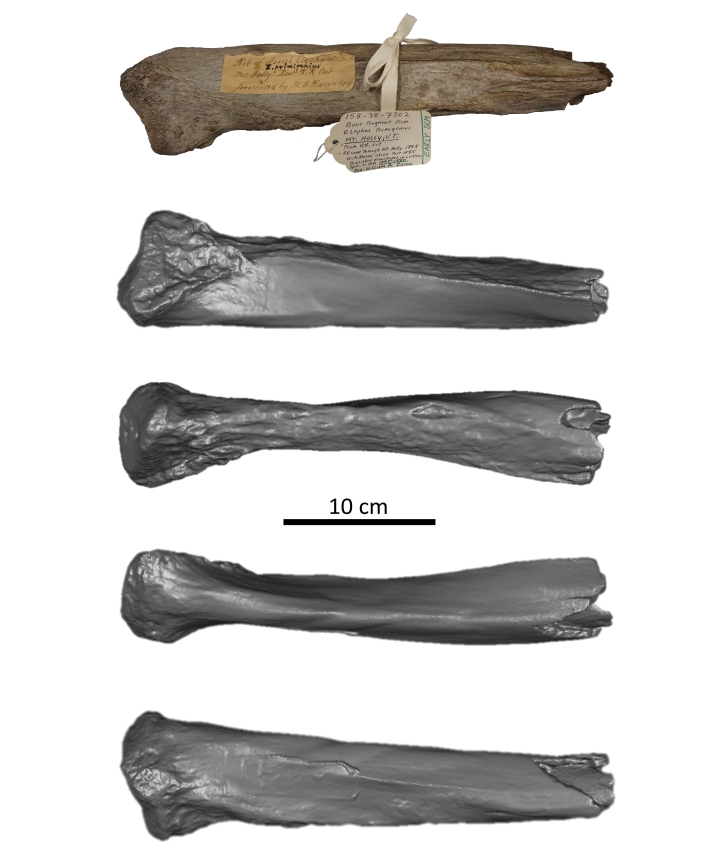 Mount Holly mammoth rib fragment