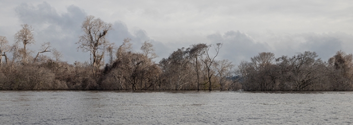 Trees decay on the banks of the Xingu.