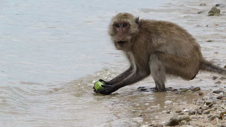Maylay Macaque