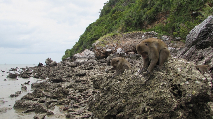 Maylay Macaque