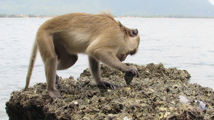 Maylay Macaque