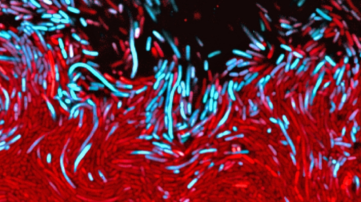 Bacteria (shown in red) in a biofilm